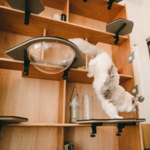 Lire la suite à propos de l’article Les arbres à chat modulables qui révolutionnent la vie des chats