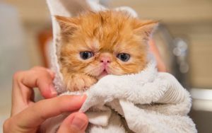 Lire la suite à propos de l’article Les secrets pour laver son chat sereinement