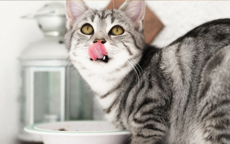 Lire la suite à propos de l’article Mon chat a-t-il besoin d’un régime alimentaire spécial ?