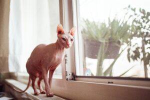 Lire la suite à propos de l’article Tout savoir sur le chat Sphynx – Race unique et sans poil