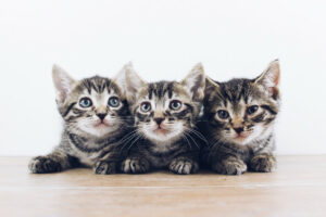 Lire la suite à propos de l’article Adoption de chaton : Elevage ou refuges, comment bien choisir