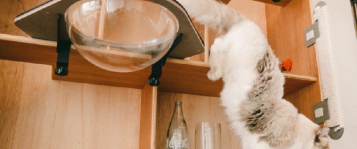 arbres à chat innovants modulables cat-kick