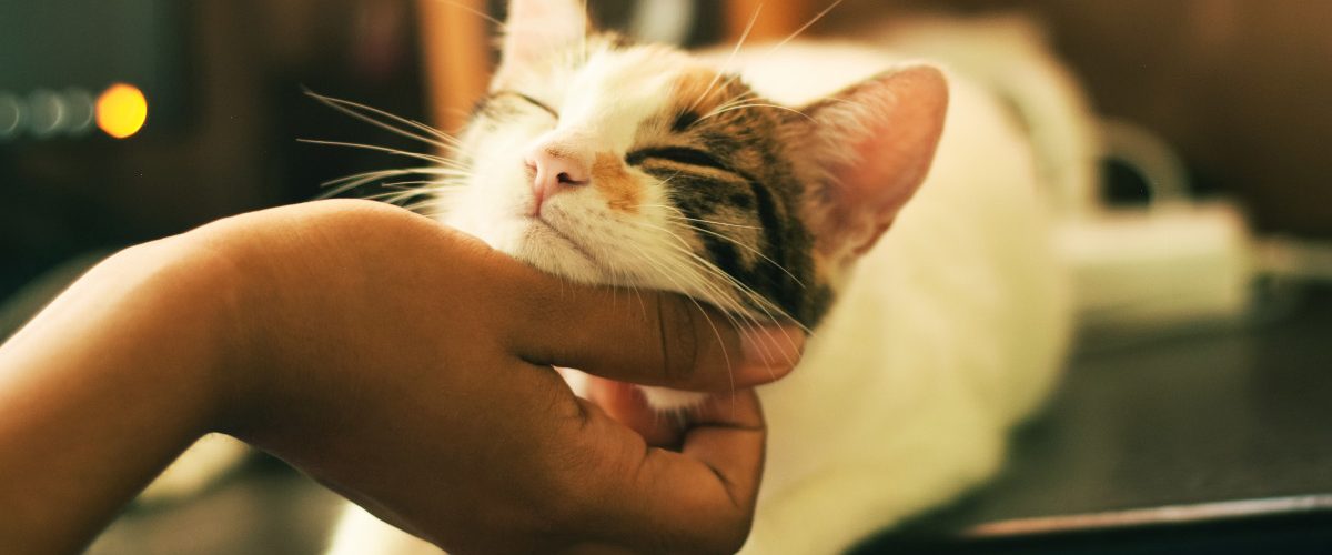 traitement antipuces pour chat